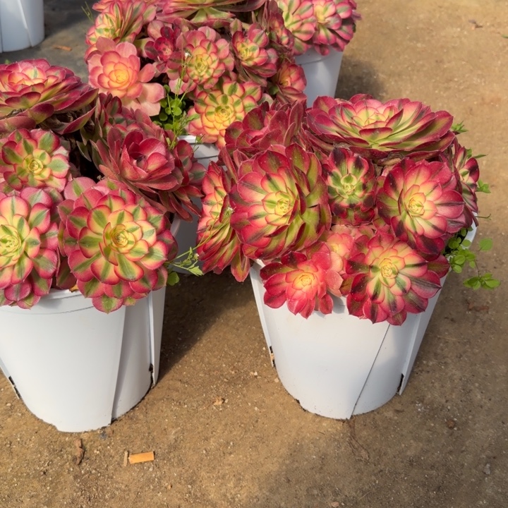 倾城群生二号棚啊