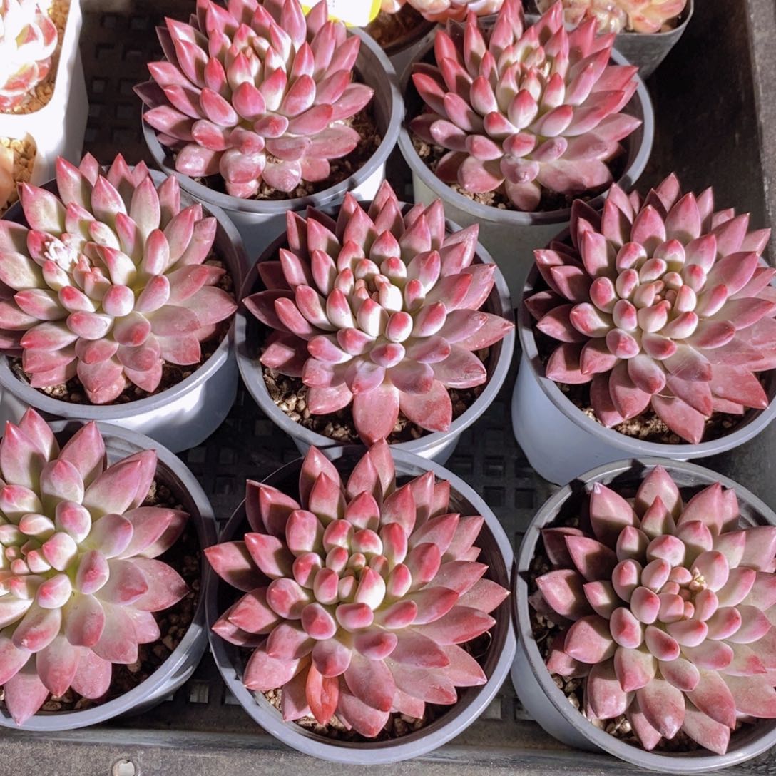 30-23-精品母本如烟美人单头一个