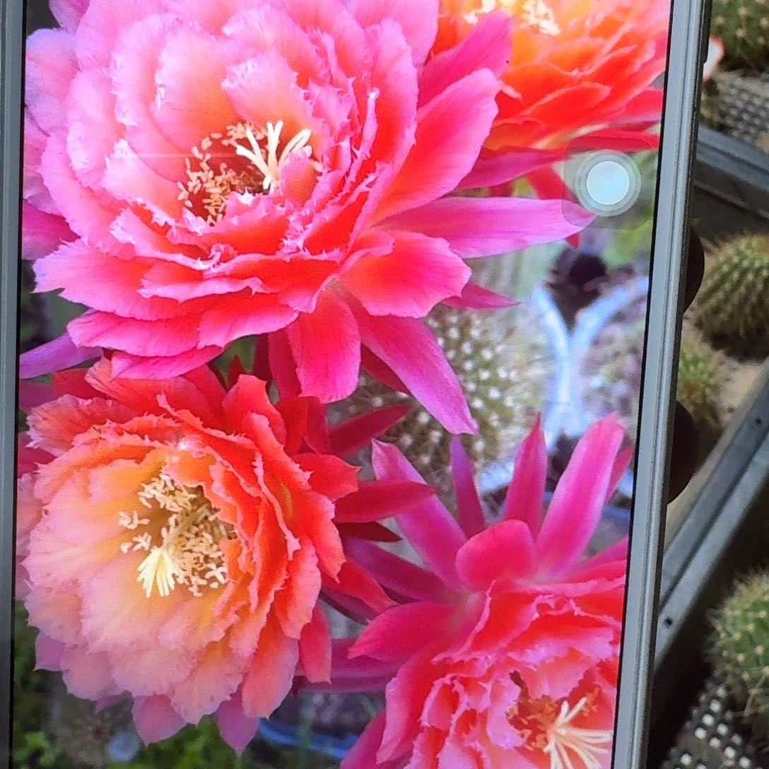 牛牛侧芽5公分毛花柱仙人球