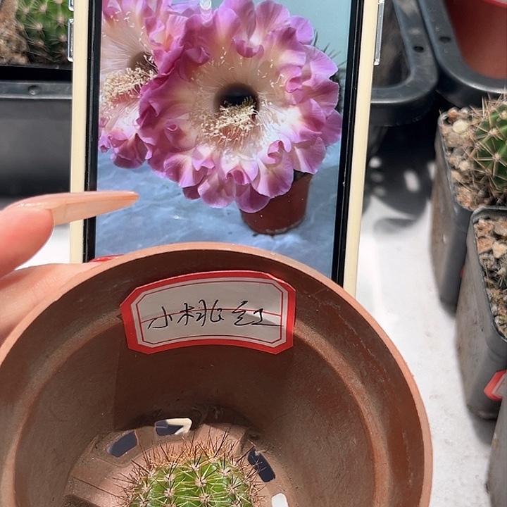 彩草小桃红侧芽2.5公分左右