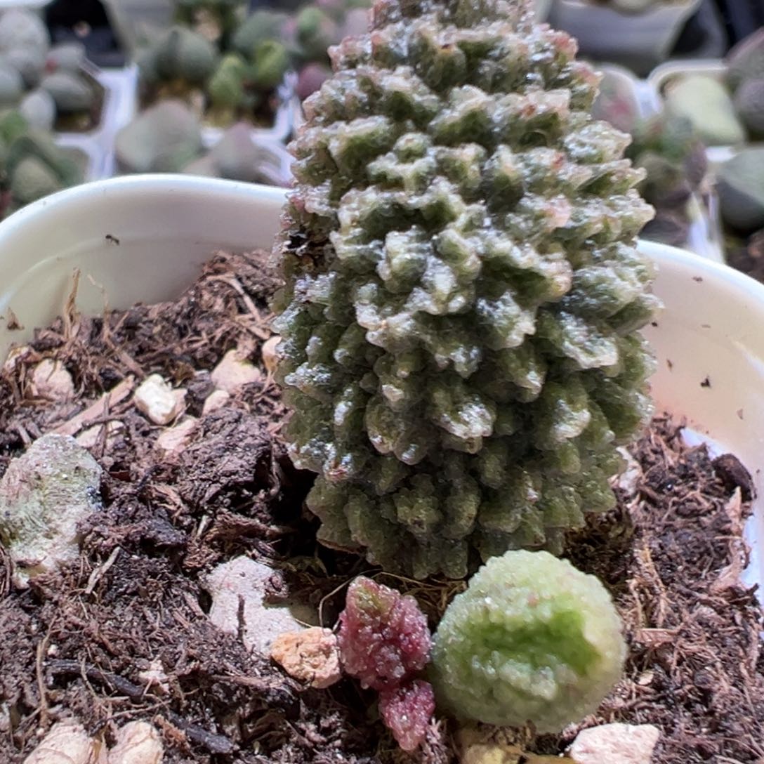 福利款由跋特价实生新品多肉植物水泡