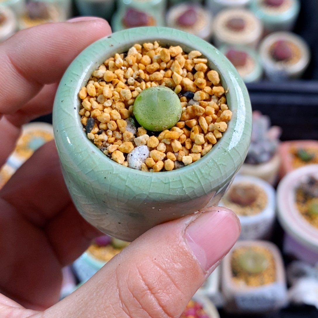 3208-一物一拍 带盆