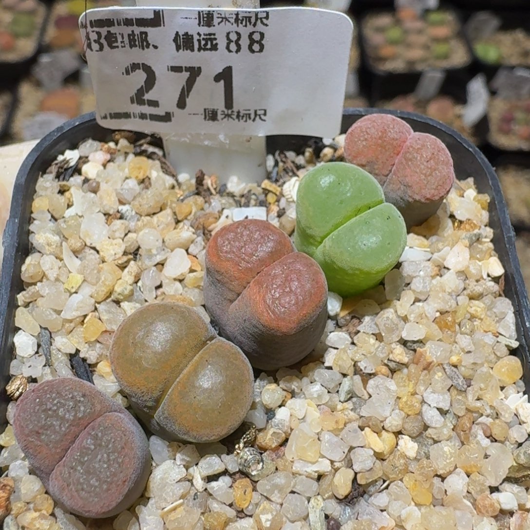 Ssss精品生石花271