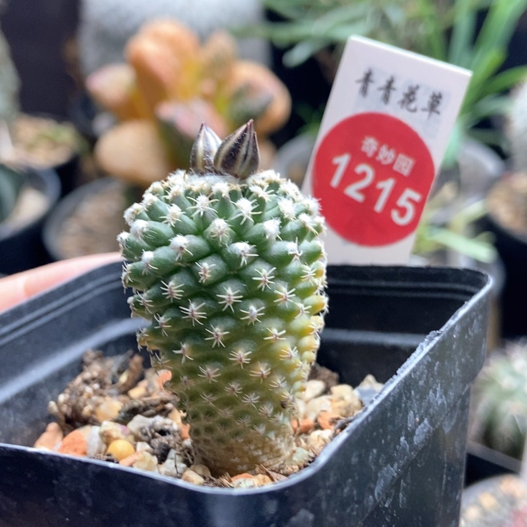 实生黄体海胆娇丽2.6cm