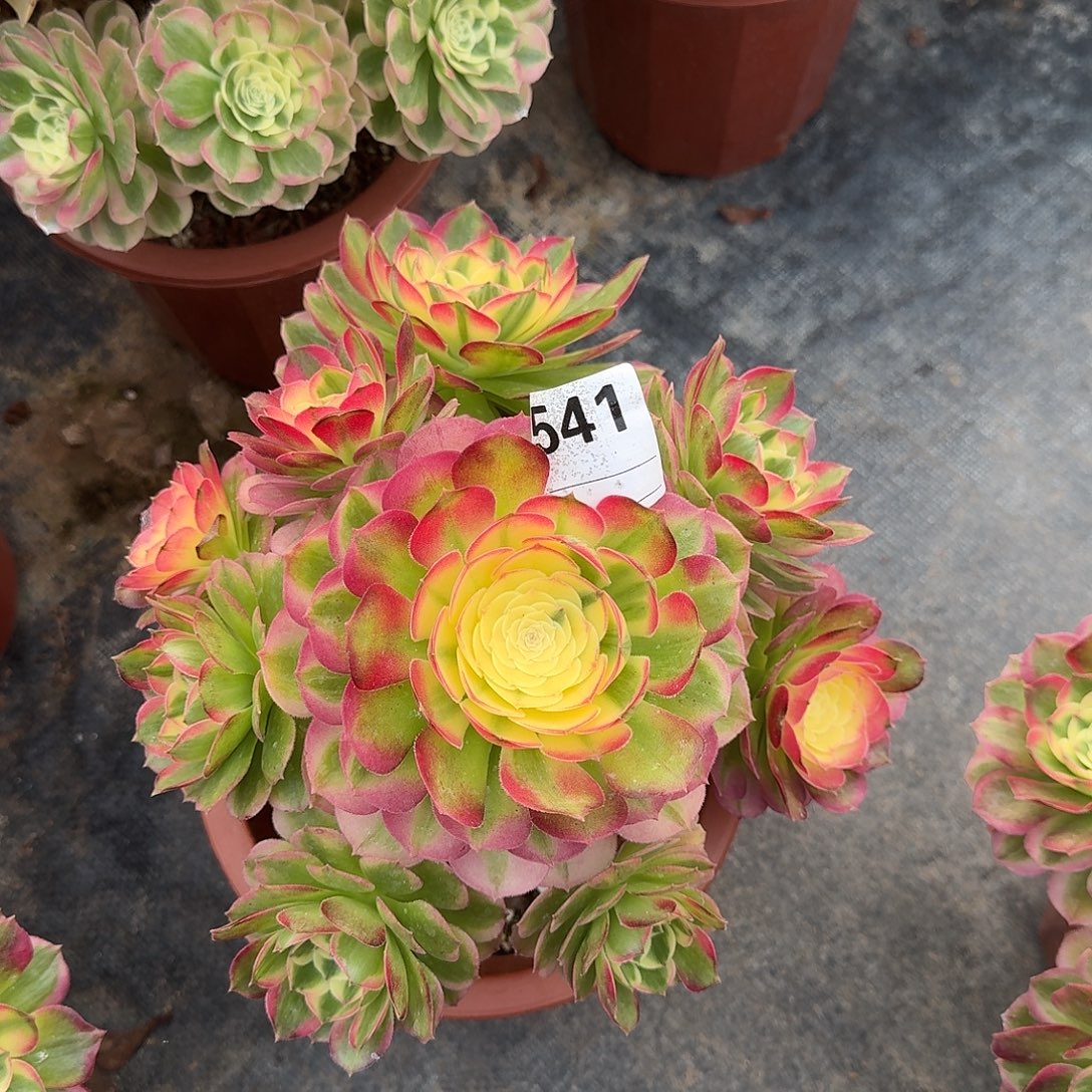 海仙多肉法师a541