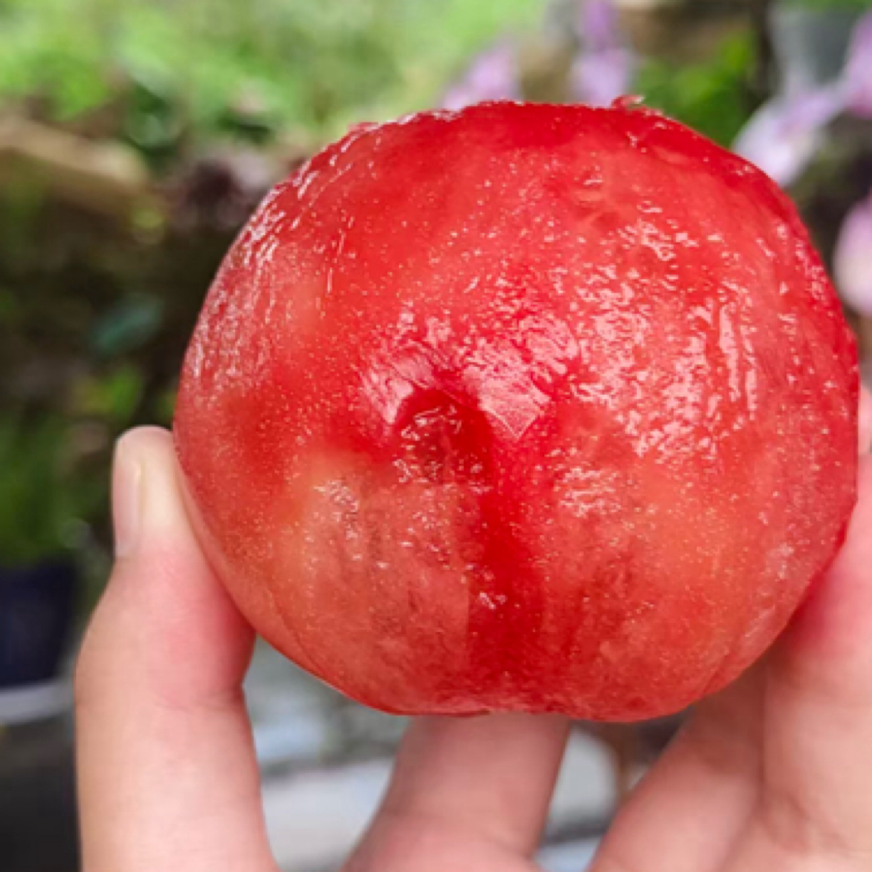 山东大番茄沙瓤多汁现摘现发自然成熟西红柿