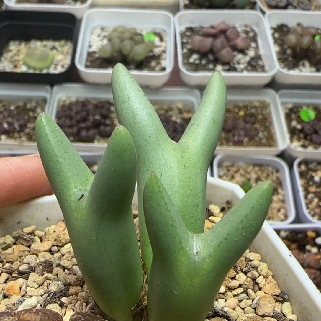 皮卡丘群多肉植物