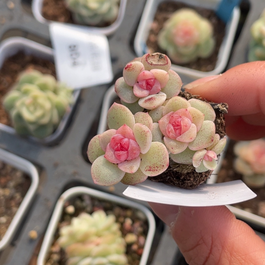 丽***莎806号糖心冰心珍妮