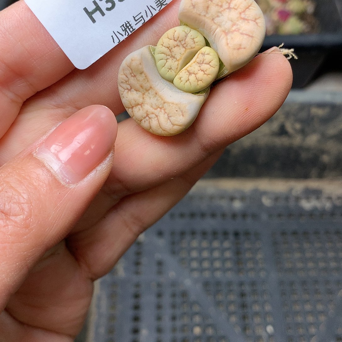 H356多肉植物保护研究所