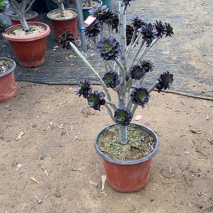 21，小黑豆124678999000