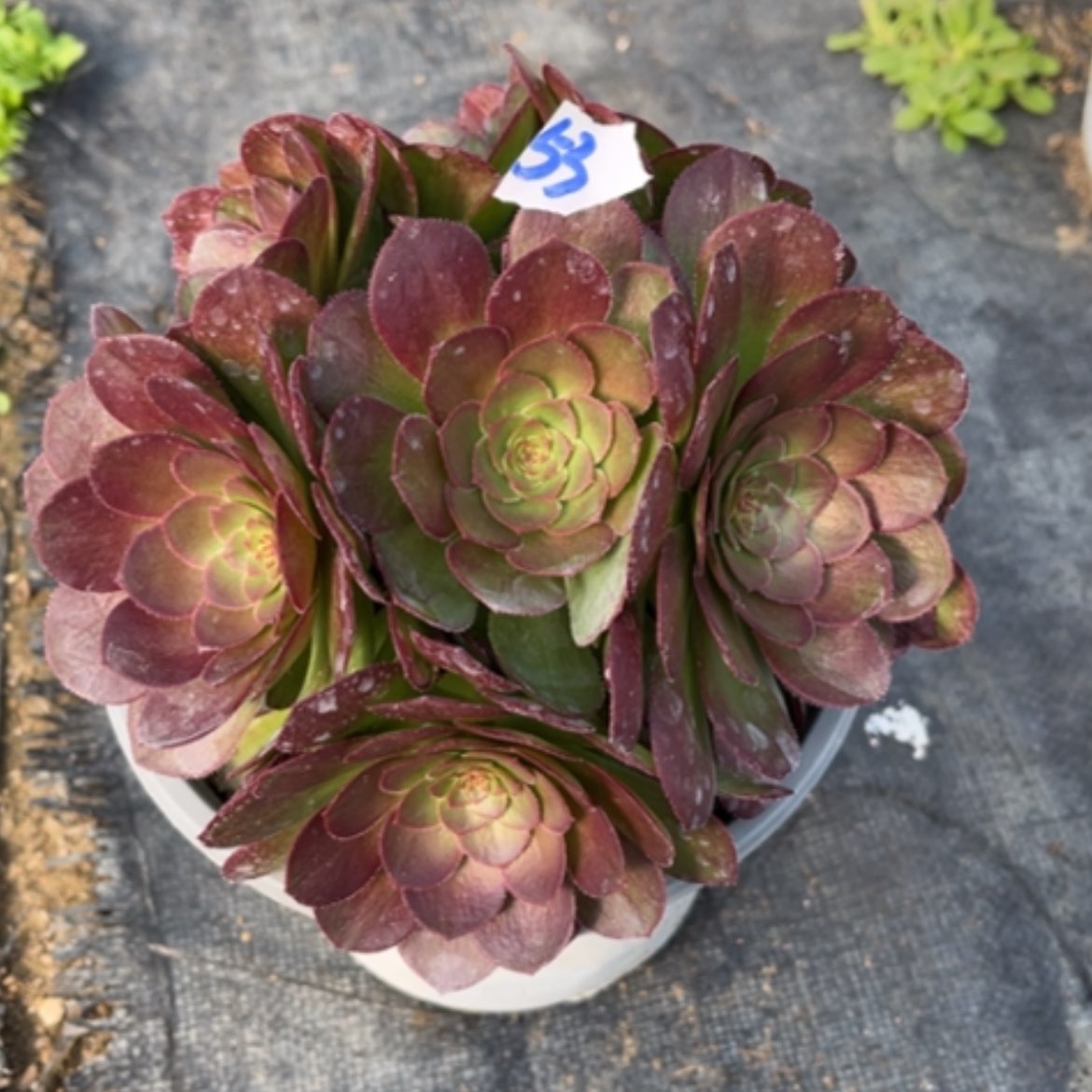 【闪购商品】53莎啦多肉法师