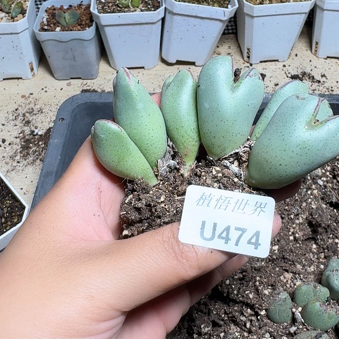 474号多肉植物哇f g