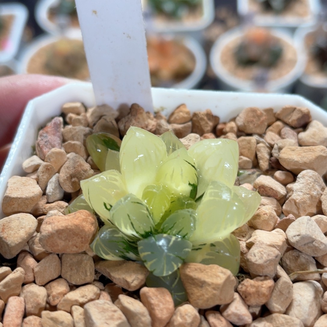 68残雪玉露锦。     