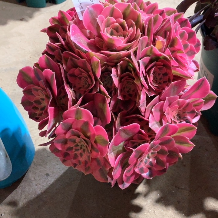 809粉女巫多肉植物