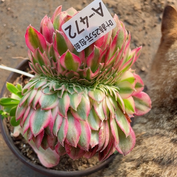 472倾城嫁接缀化多肉12345678