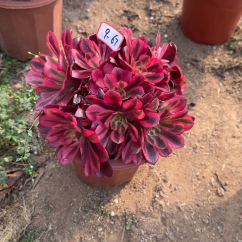 9-67美杜莎朵朵多肉植物