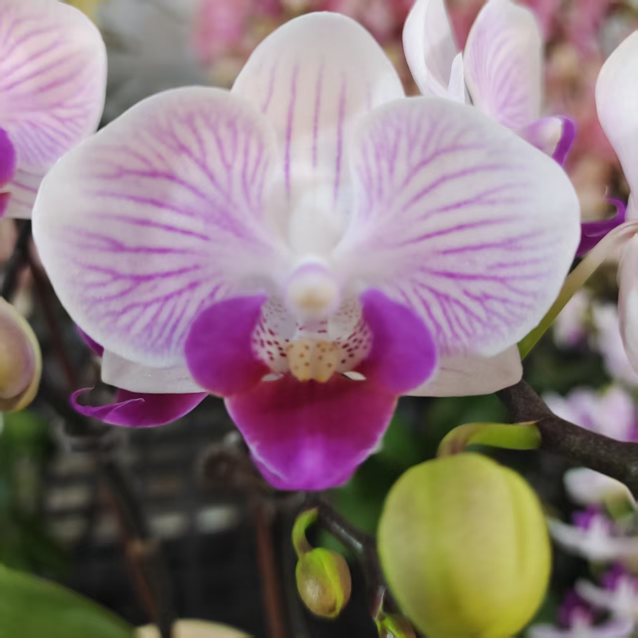 蝴蝶兰【小仙子】小花型  桌面款 带花发货 室内高端花卉 