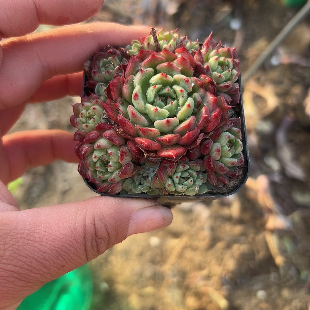 多肉植物沙棘玫瑰