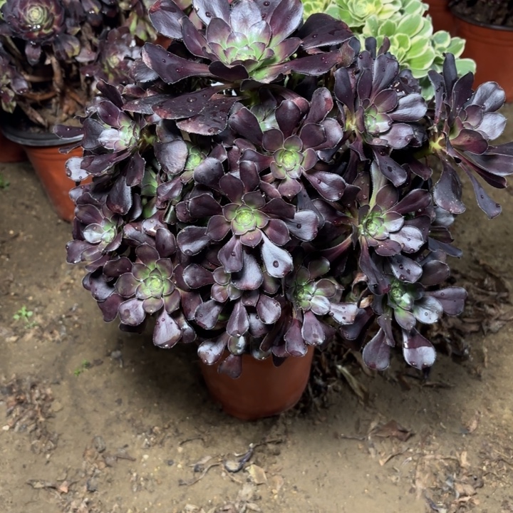 多肉植物法师黑圆叶3