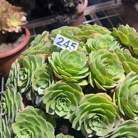 虫***头多肉植物一个撕拉碗245