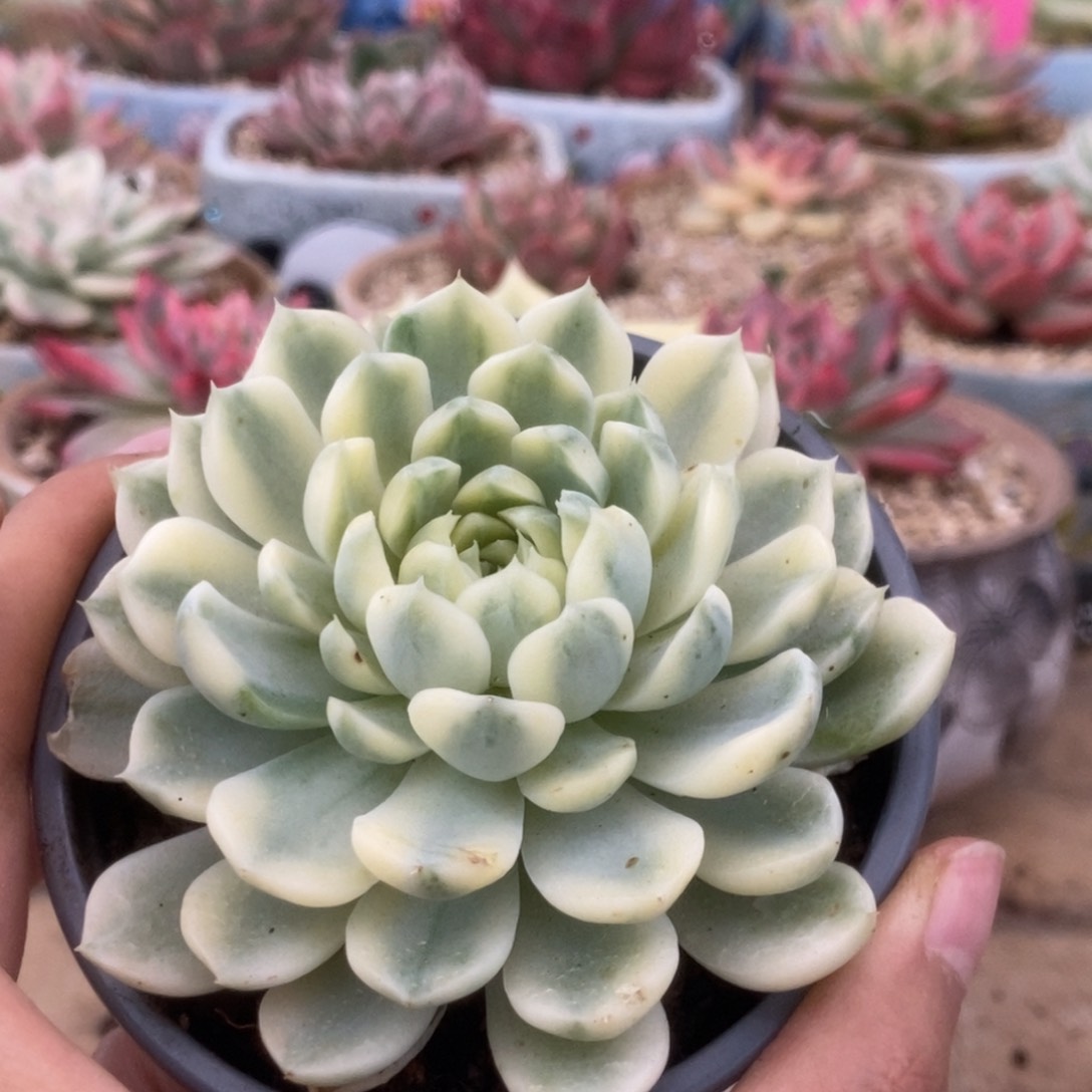 334月影精灵锦锦锦锦锦锦