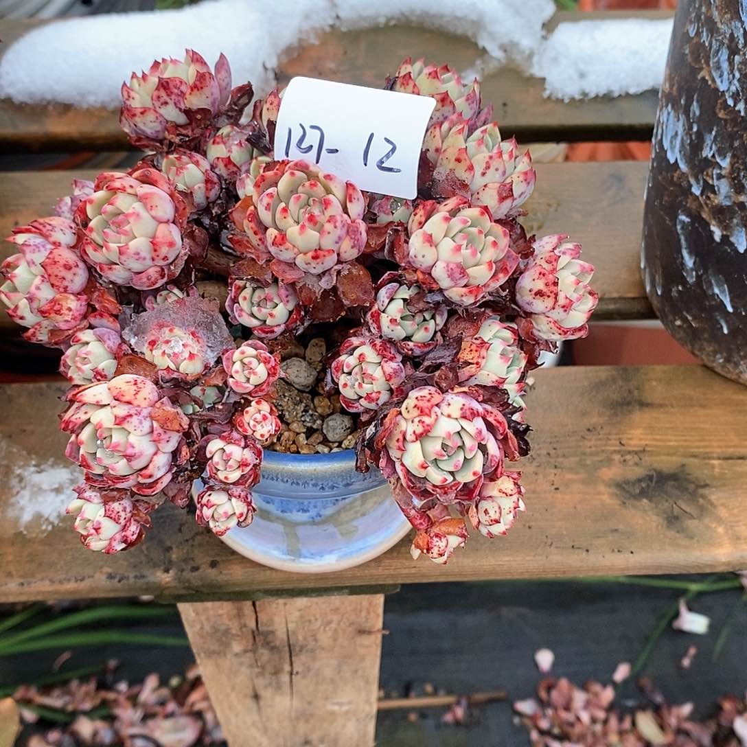 骄*多肉植物娜娜小沟带盆127-12