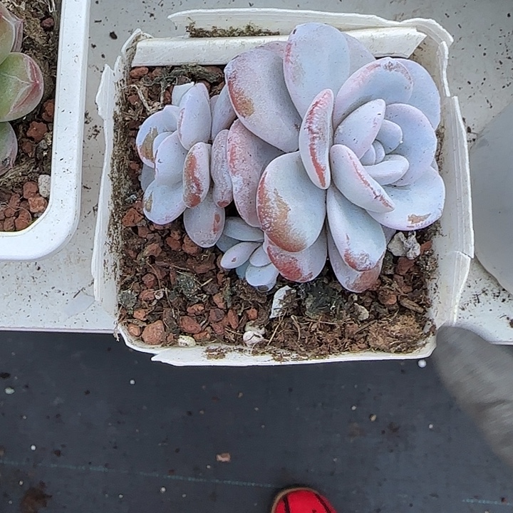 青蛙王子儿童牙膏11212121