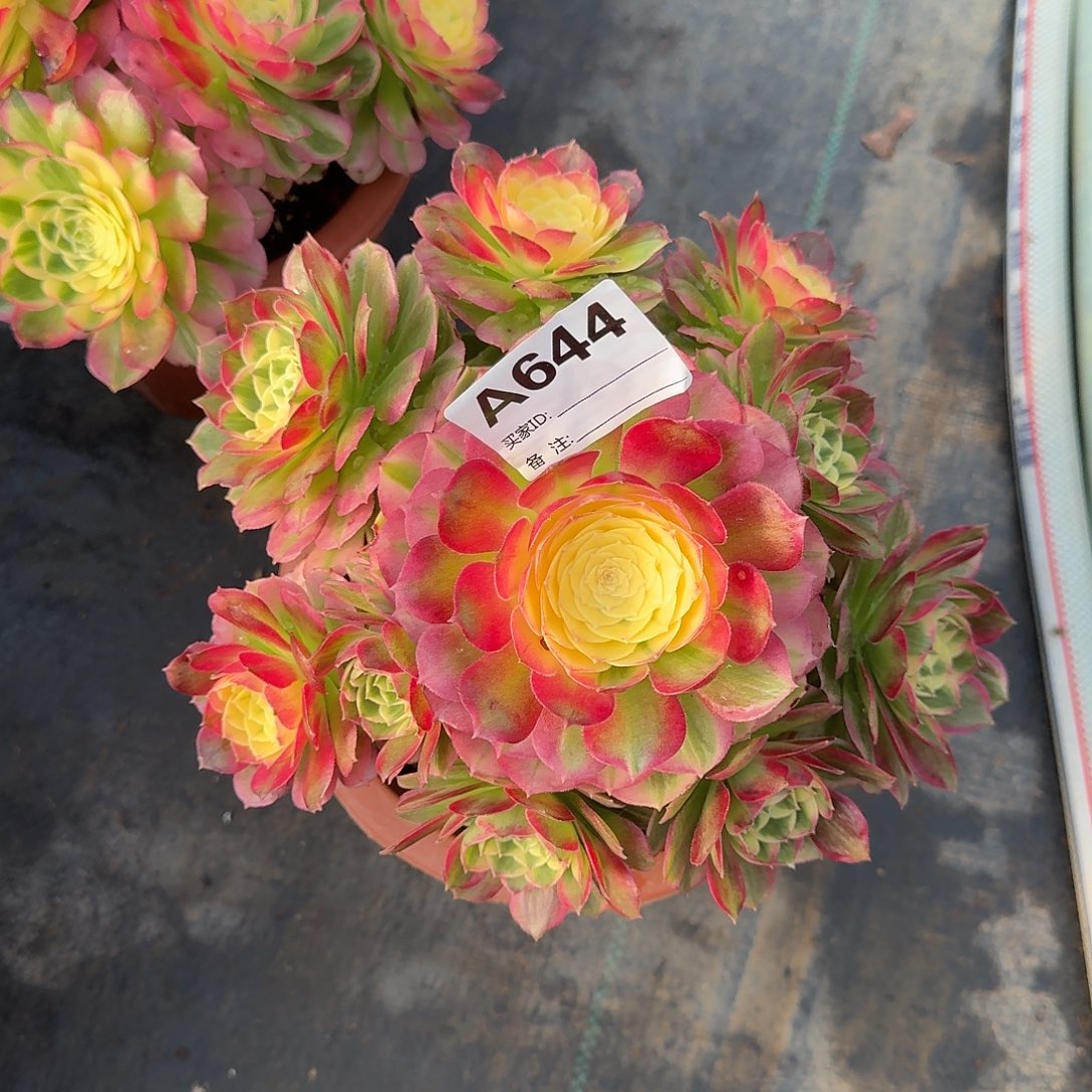 用***6海仙多肉法师a644