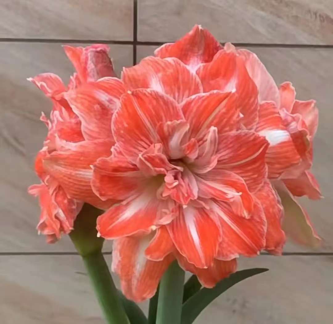 【阳光少女】~青州品韵荷兰进口朱顶红种球重瓣