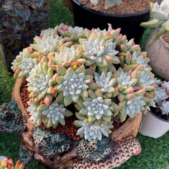 白姆～胖嘟嘟～哇哇哇7278