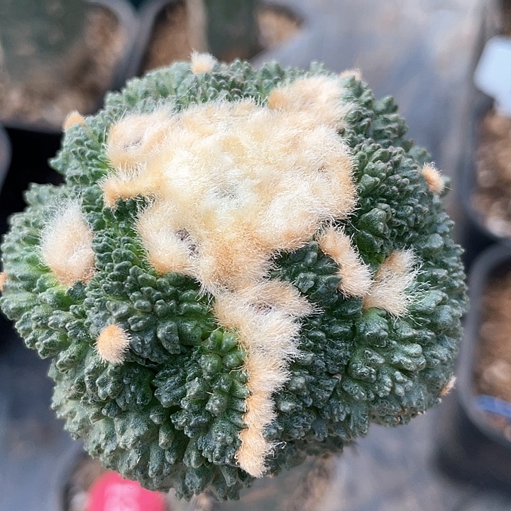 仙人球袖浦接哥斯拉怒涛129