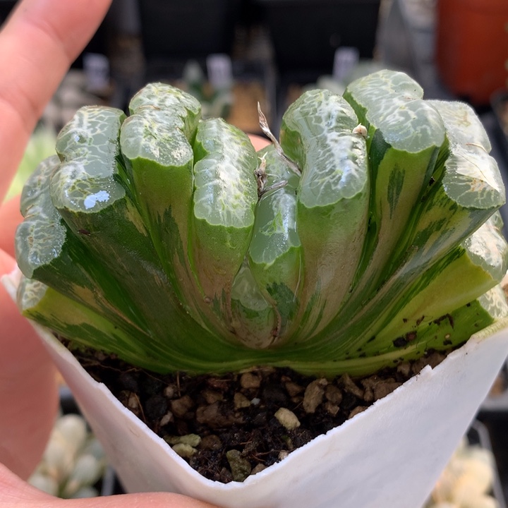 长乐玉扇锦带盆土