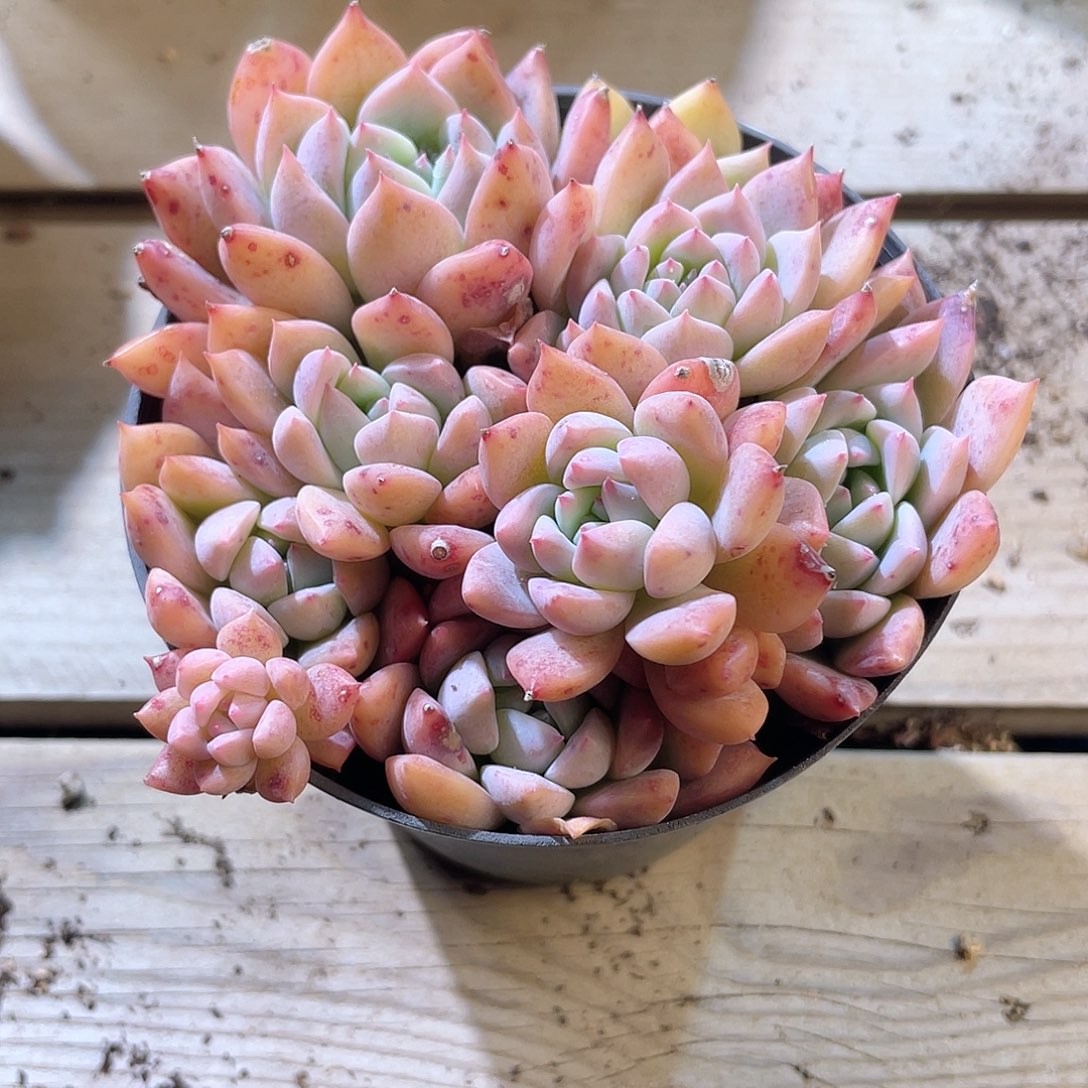 0811  霜花 六月六