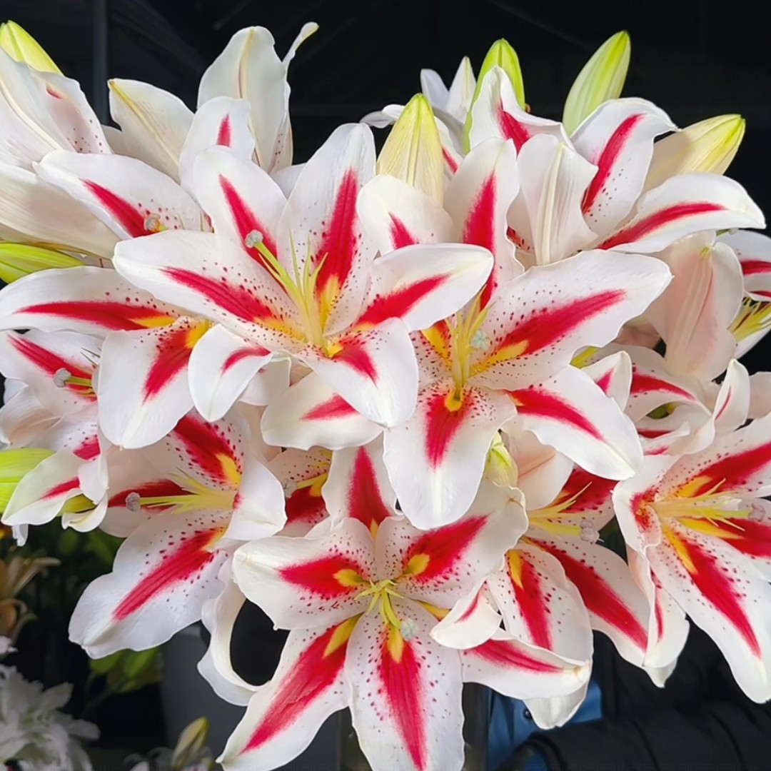 【云霄花卉】【笑脸百合 】云南基地直发【任意两单顺丰包邮】