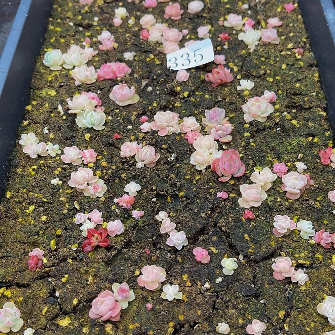 多肉植物多肉植物335