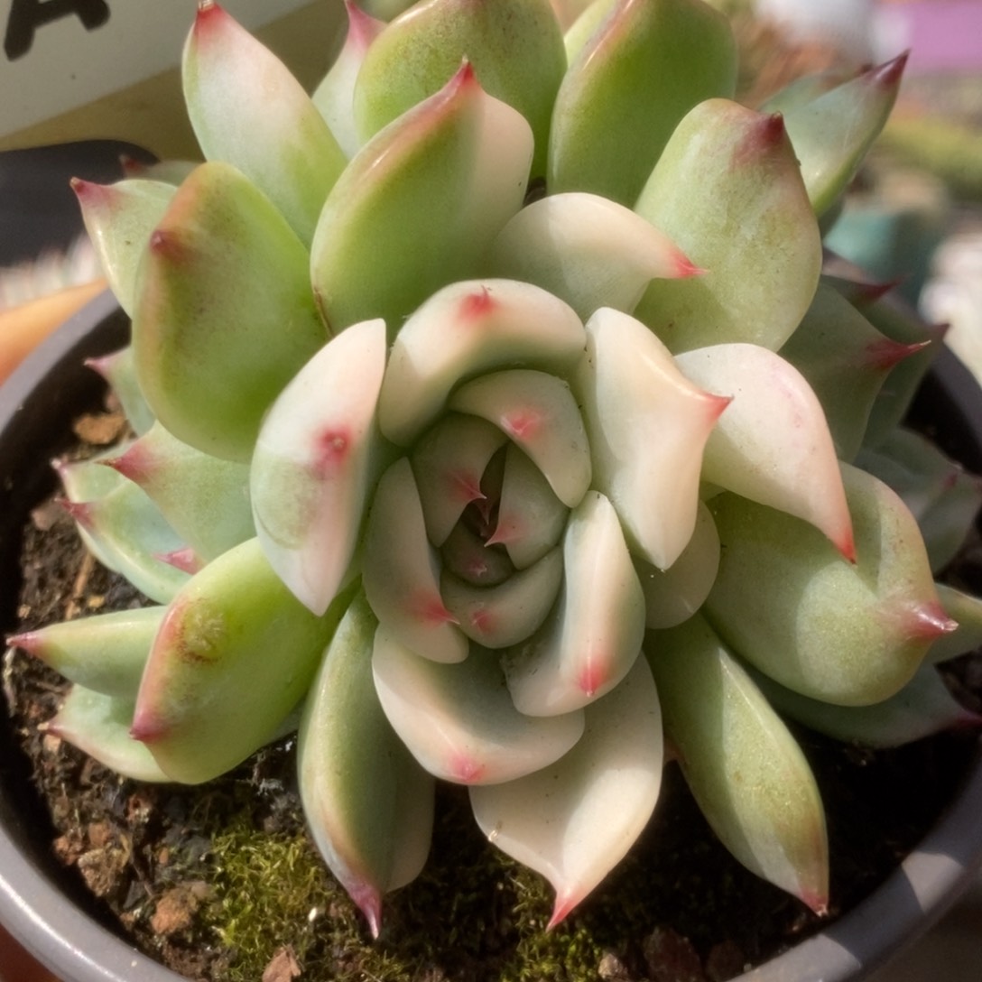 258锦锦锦锦锦锦锦锦