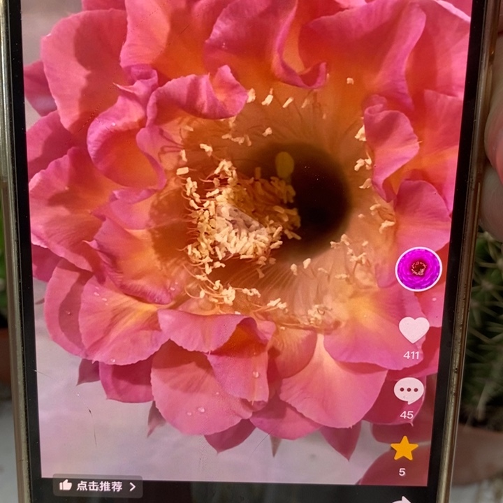 香香小桃红群8个头