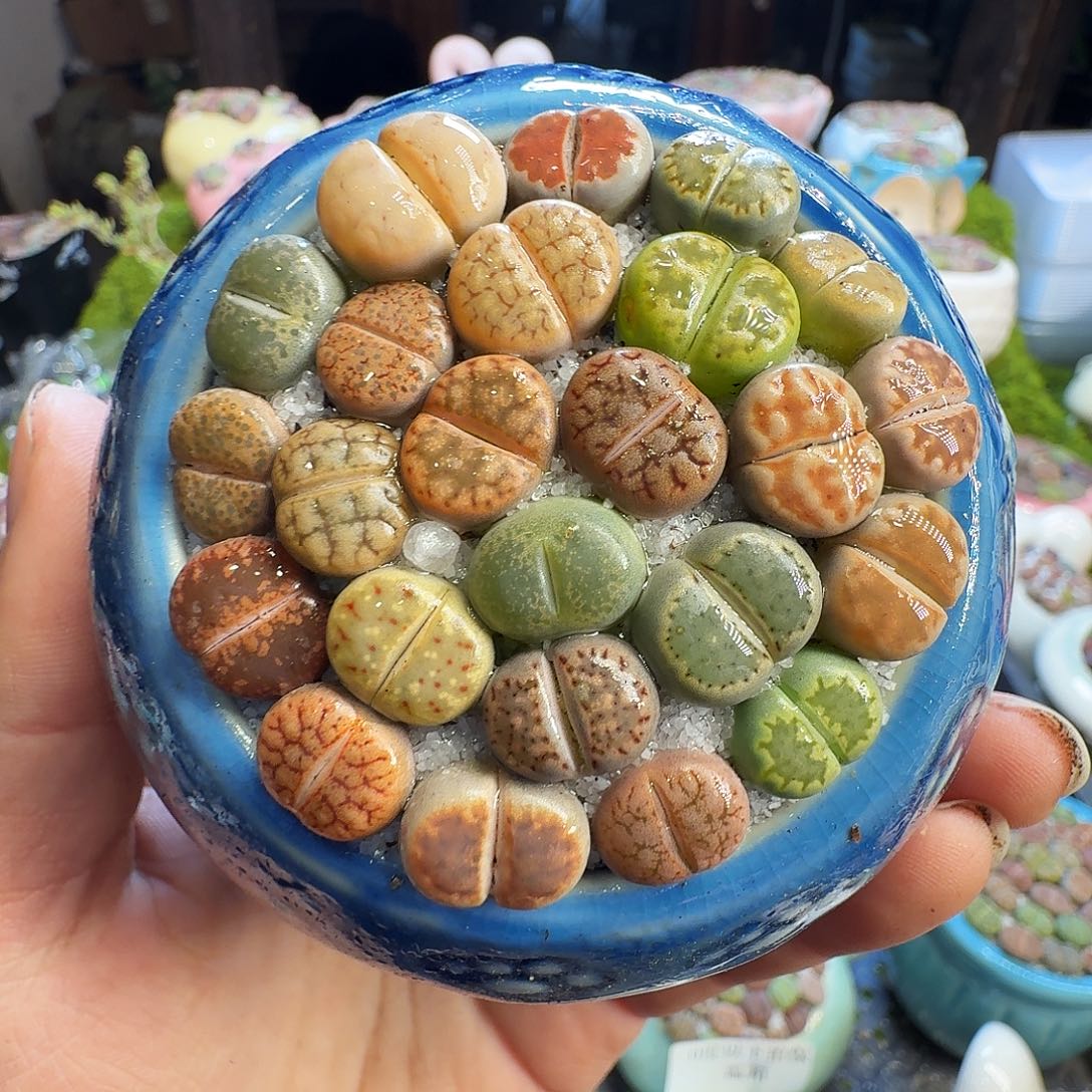 多肉植物的生长发育1175