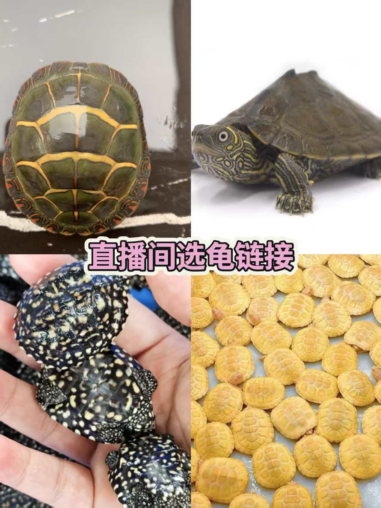 普巴白巴果冻黑巴杂龟等