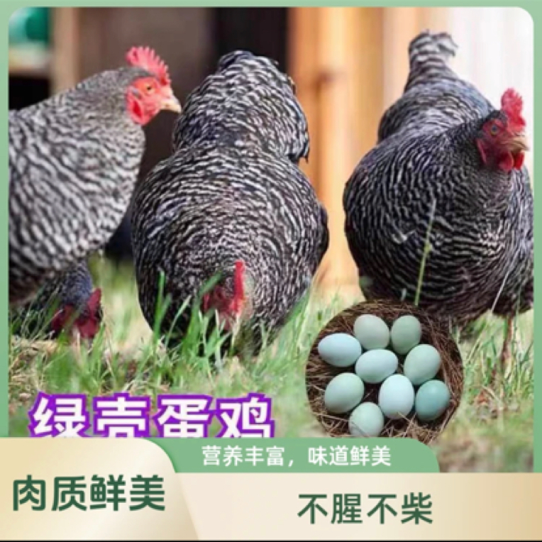 正宗农家散养汶上黑芦花柴芦花新鲜现发包邮