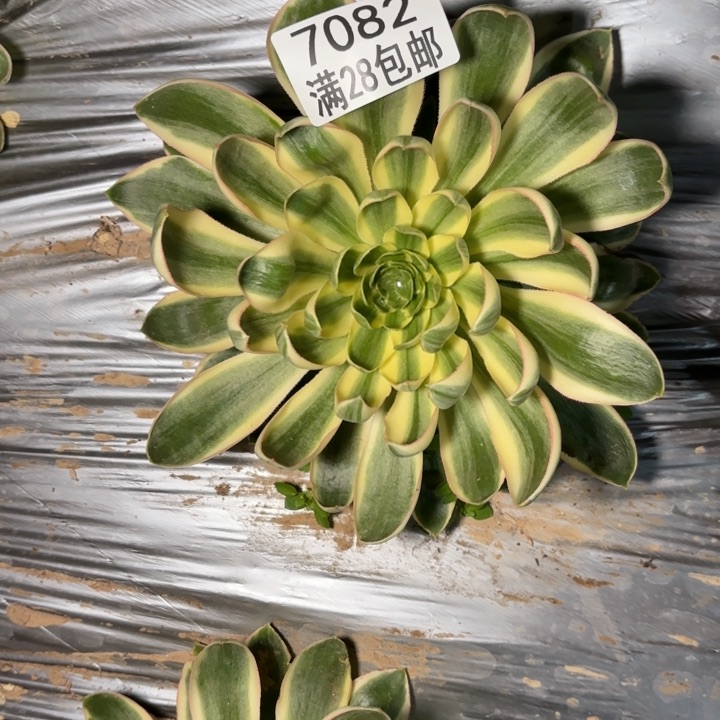 V.  7082青莲多肉