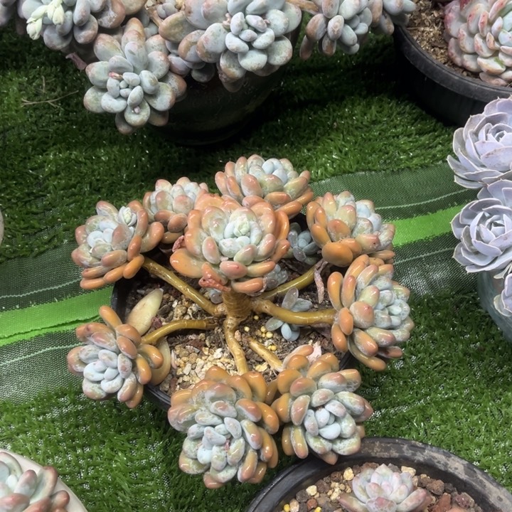 香水批发价安排，冠服23