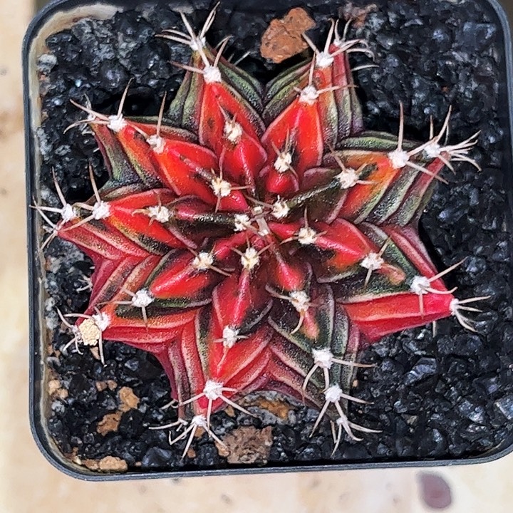 正***心花友专拍一物一拍07