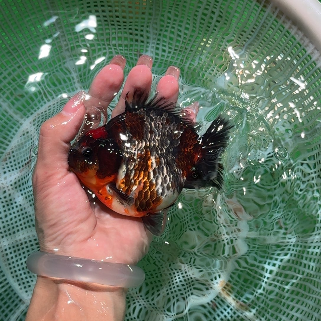 海水亚成短尾将军狮子