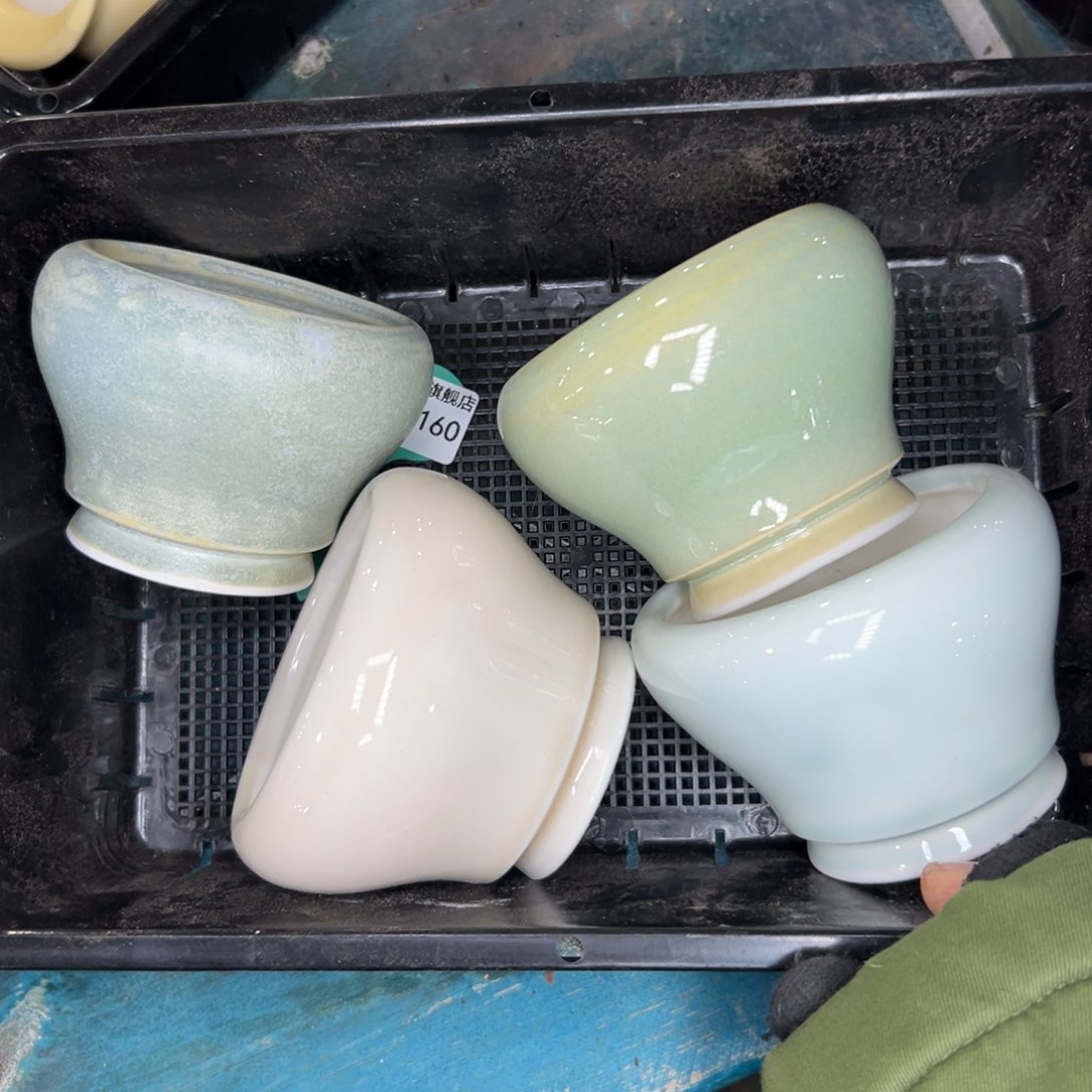 多肉一物一拍0115/160