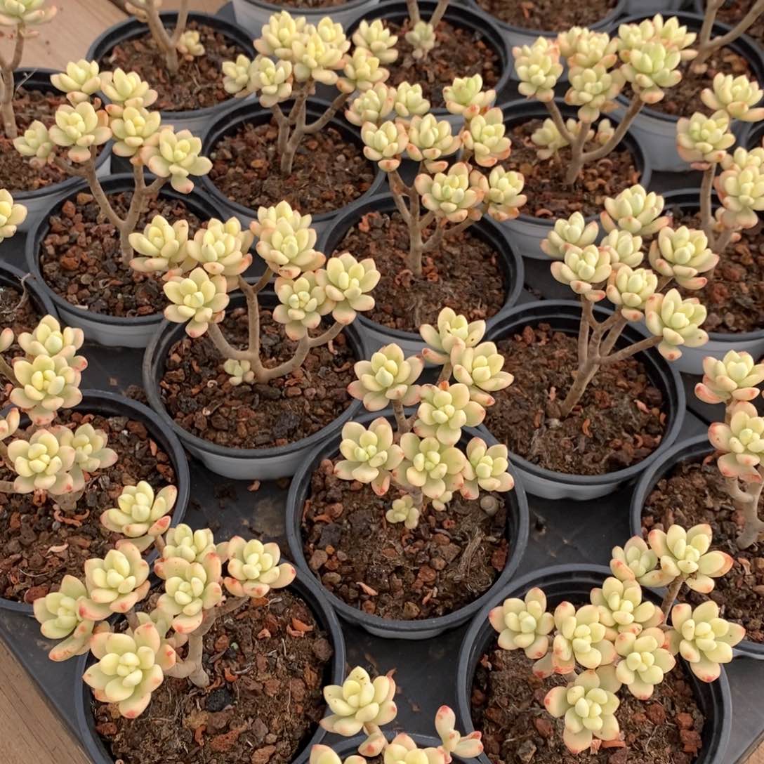 03糖果米奇锦 福利多多