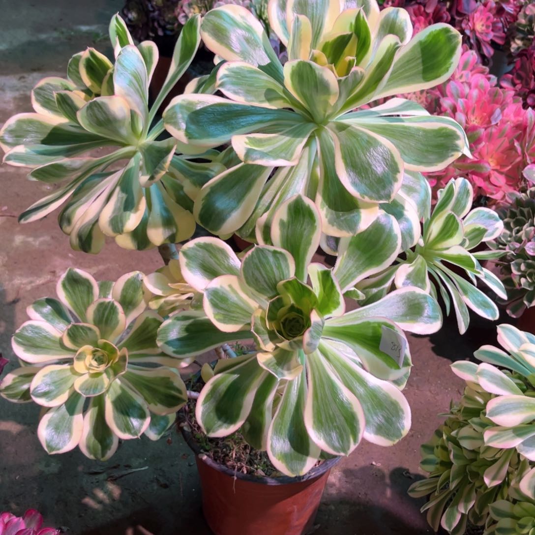 多肉植物燕姿813