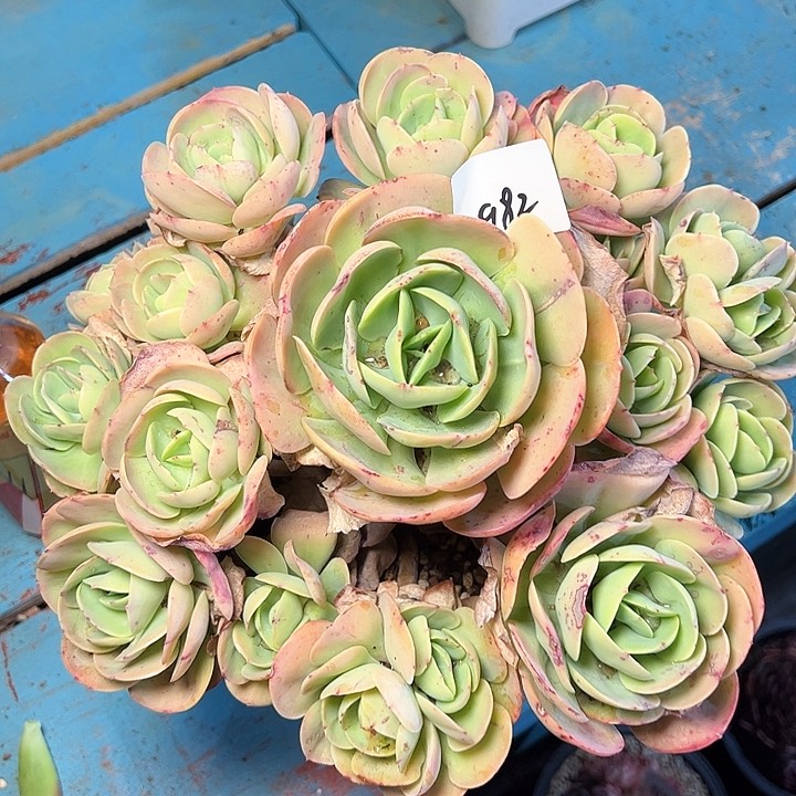 云**轻982////////////////