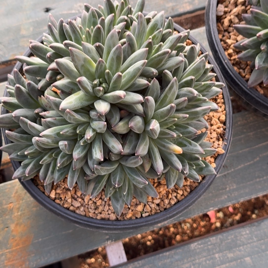 菲***扬郁金香精品老桩多肉