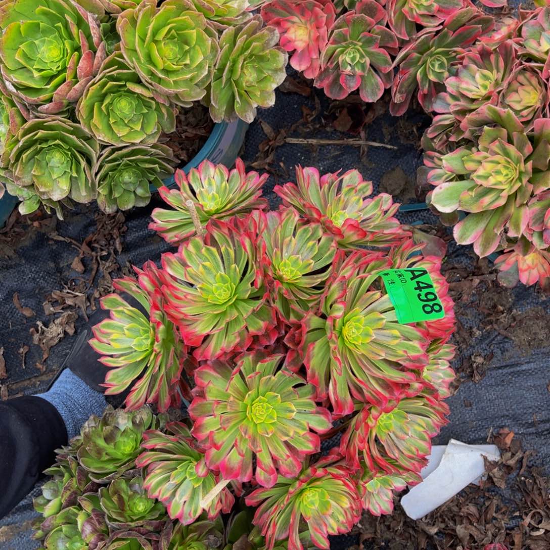 红铜壶白法师1-12